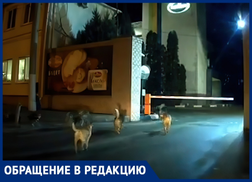 Собачья стая подчинила себе молочный завод в Воронеже 