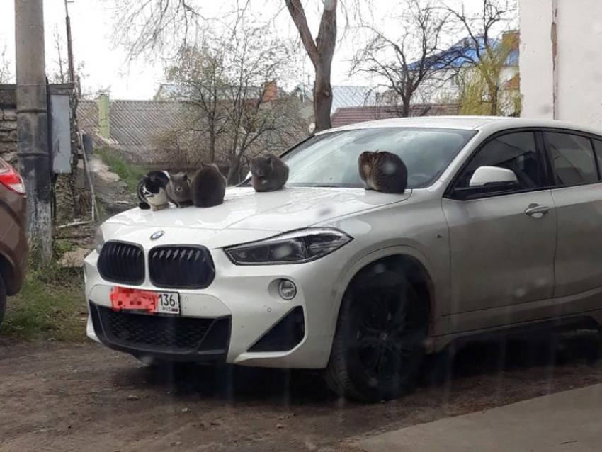 Котики превратили BMW в личный курорт в Воронеже 