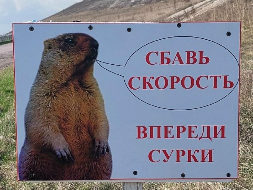 Байбаки на проезжей части: воронежских автомобилистов попросили быть внимательнее