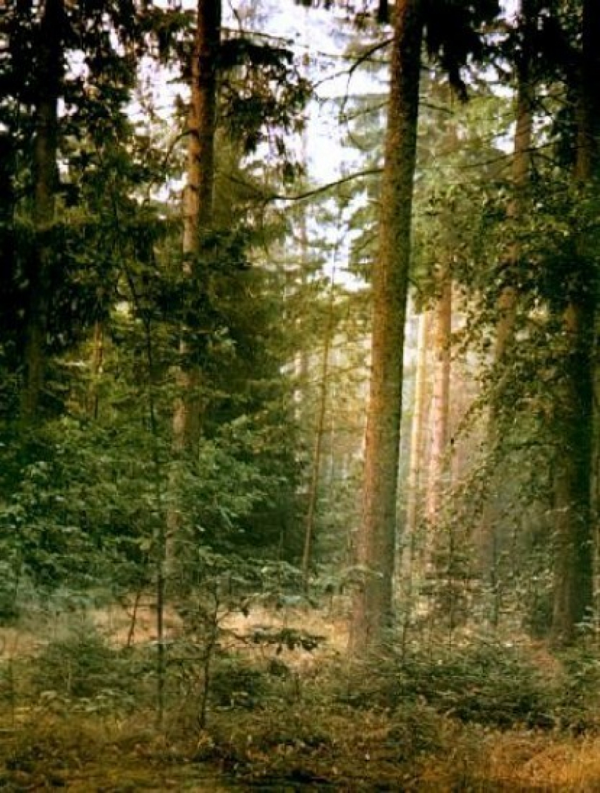 В Воронеже незаконно вырубали деревья