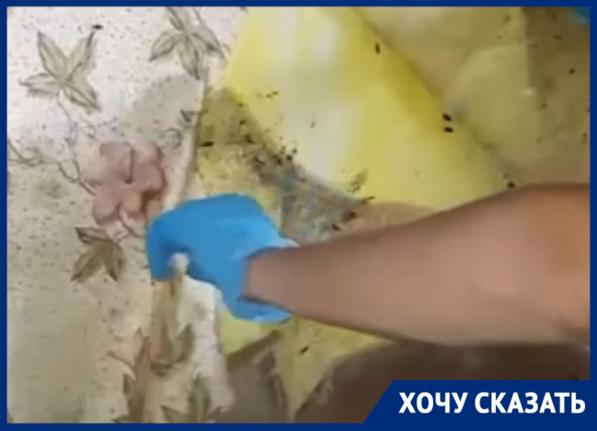 Тараканий апокалипсис показали изнутри «квартиры Плюшкина» в Воронеже