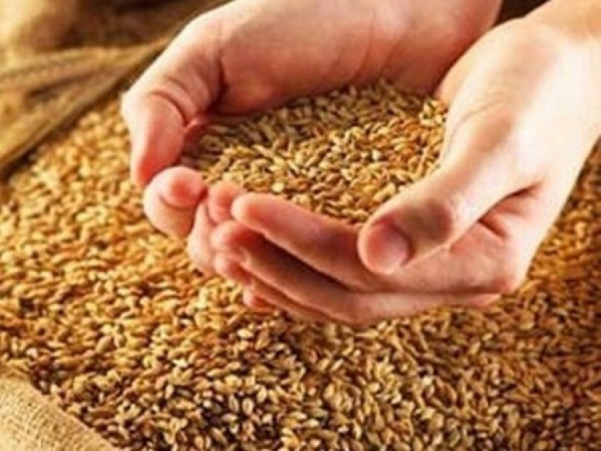 В Воронежской области собрали около 3,3 млн тонн зерновых