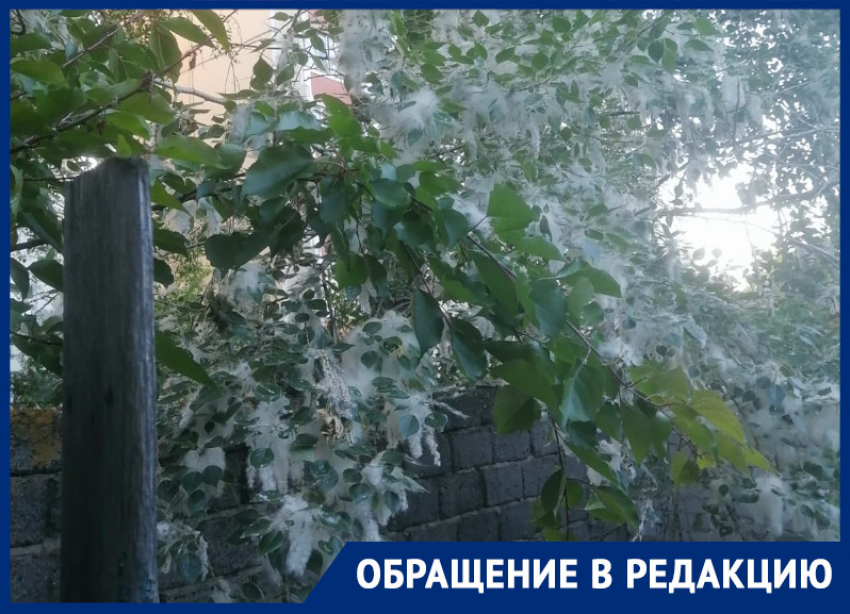 Жители Воронежа рассвирепели из-за пуха и ветвей