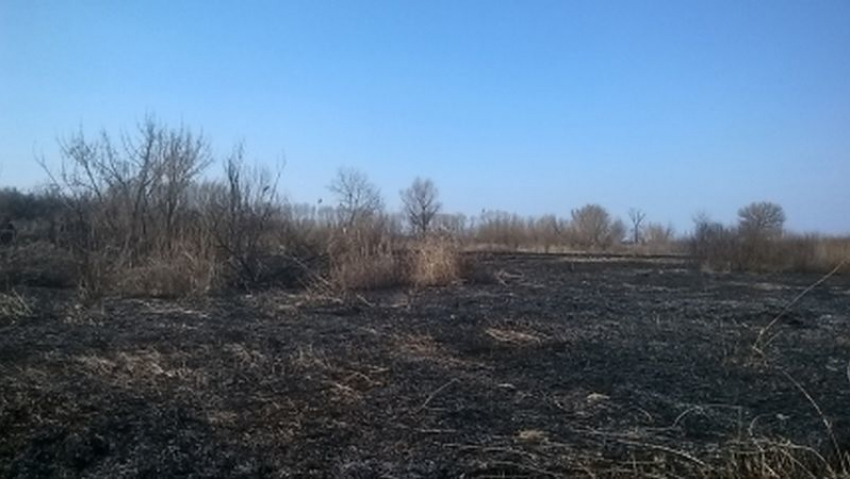 В Воронежской области рыбак чуть не спалил поселок, чтобы избавиться от гадюк
