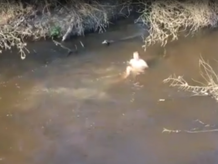 Голого воронежского пловца сняли на видео