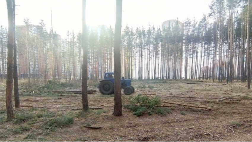В мэрии Воронежа рассказали о судьбе вырубающегося леса в Боровом
