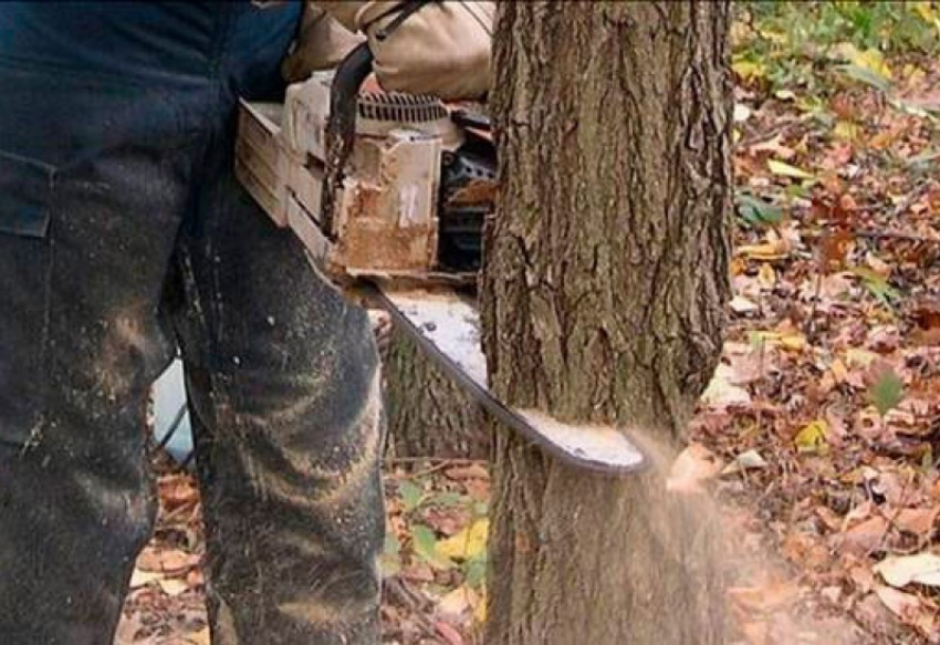 В Воронежской области местные жители незаконно вырубали лес