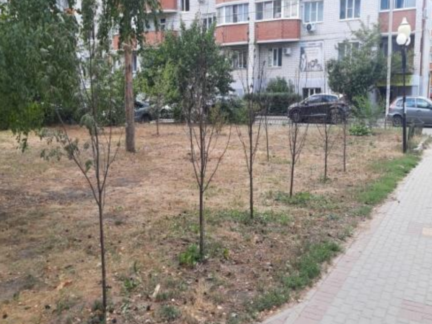 Жуткие цифры: погибли более половины посаженных деревьев и кустарников в Воронеже