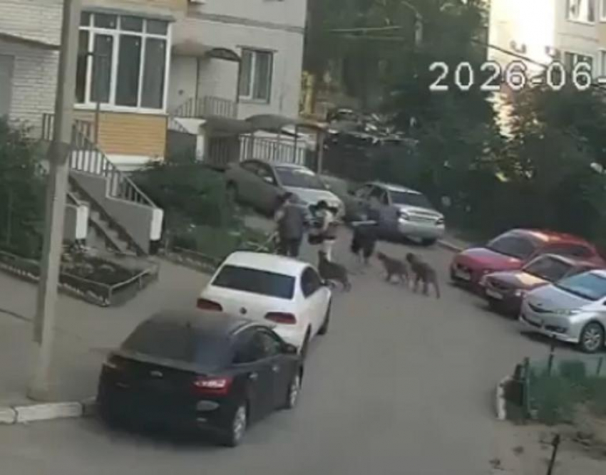 В Воронеже бойцовские псы разорвали собачку прямо на глазах у маленькой хозяйки