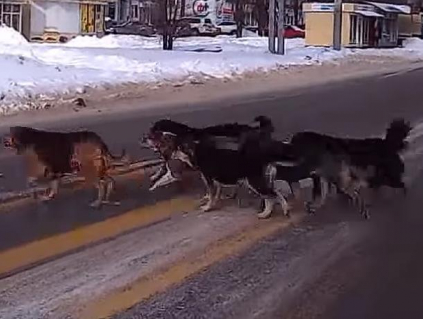 На видео сняли, как стая «умных» собак научила воронежцев переходить дорогу