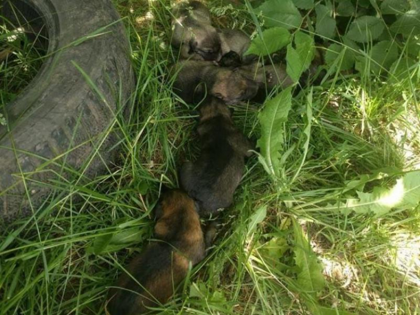 Воронежца, выбросившего 7 пищащих щенков на июньское пекло, предупредили об уголовной ответственности 