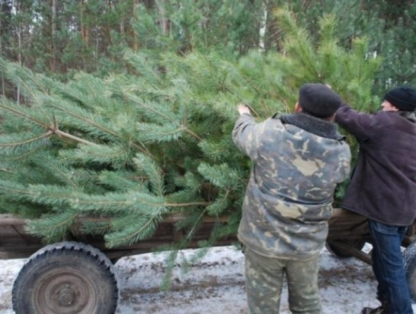 Воронежца-нелегала поймали за вырубку 34 елок к Новому году