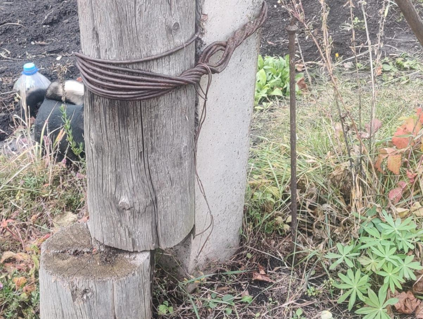 Две недели ждала ответа от «Россетей» жительница Воронежской области — в итоге она оказалась права