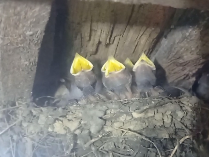 Желторотый хор прибыл на гастроли во внезапное место Воронежской области