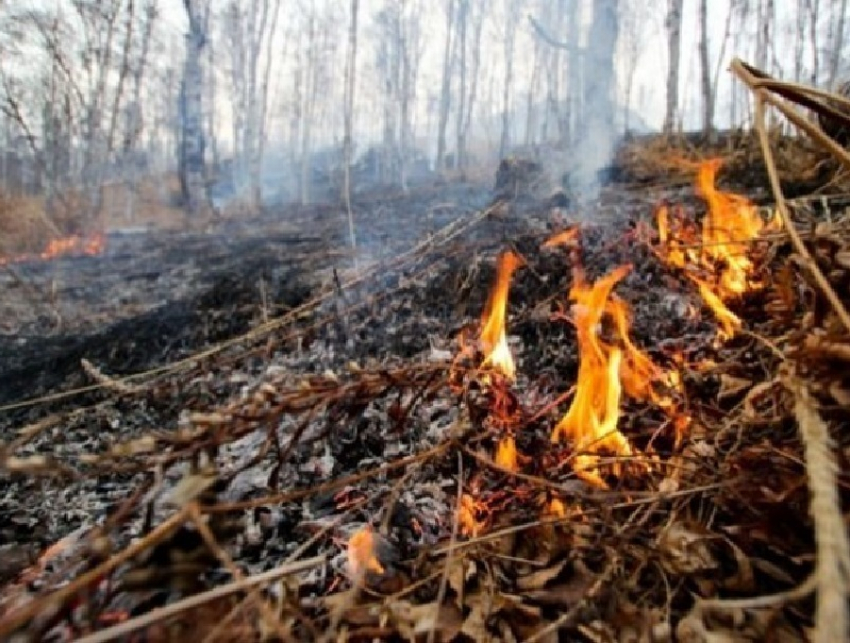 В Воронежской области отменен особый противопожарный режим 