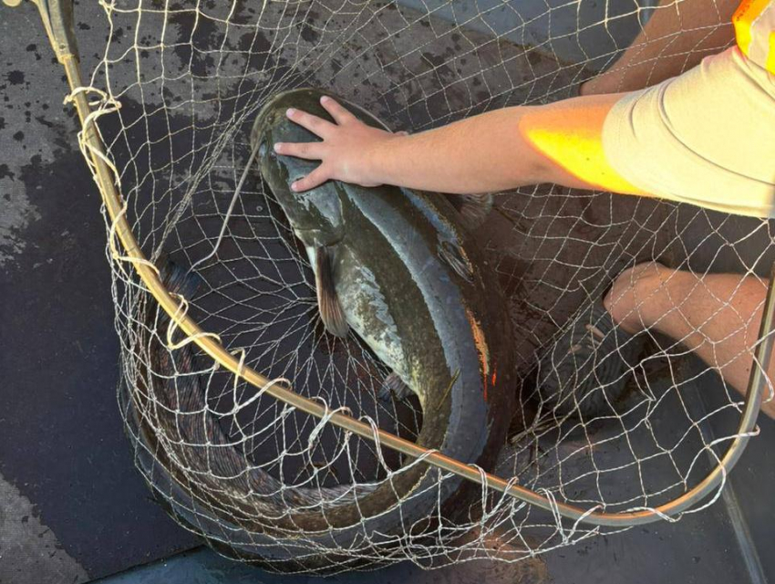 В Дону водятся гиганты: 13-летний воронежец похвалился крупным уловом