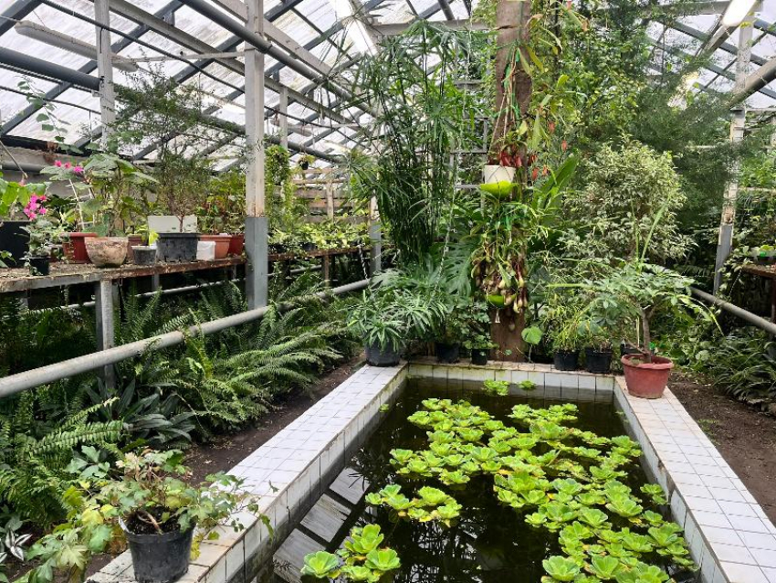 Кому достался многомиллионный грант на сохранение ботанического сада воронежского вуза