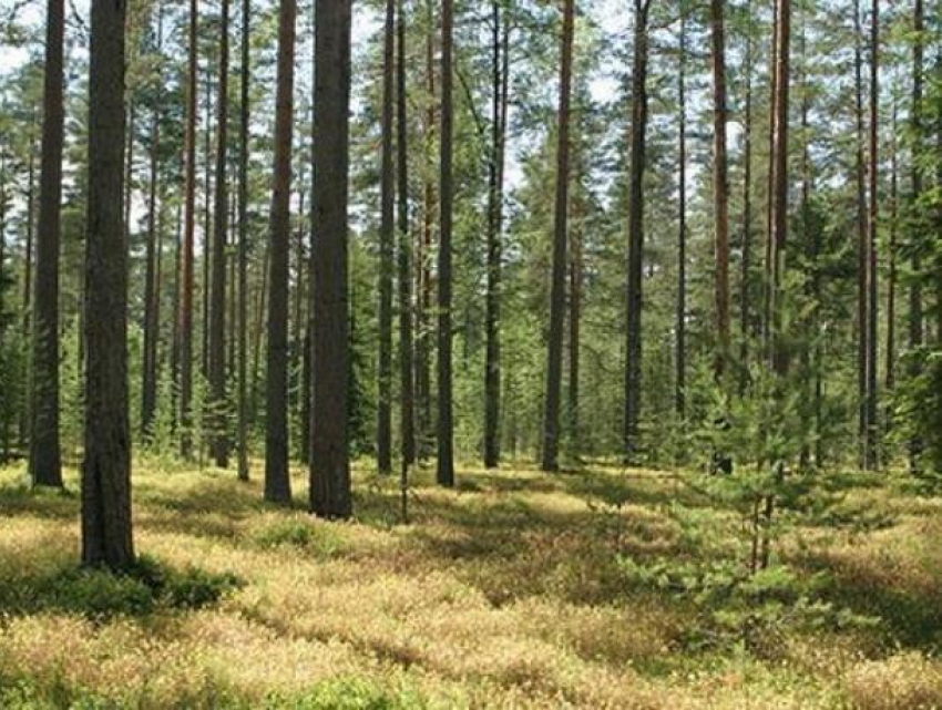 В Воронеже и области за 2018 год выгорело 87 га леса