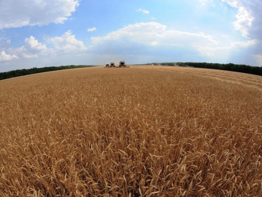 Пшеничное поле загорелось в Новоусманском районе