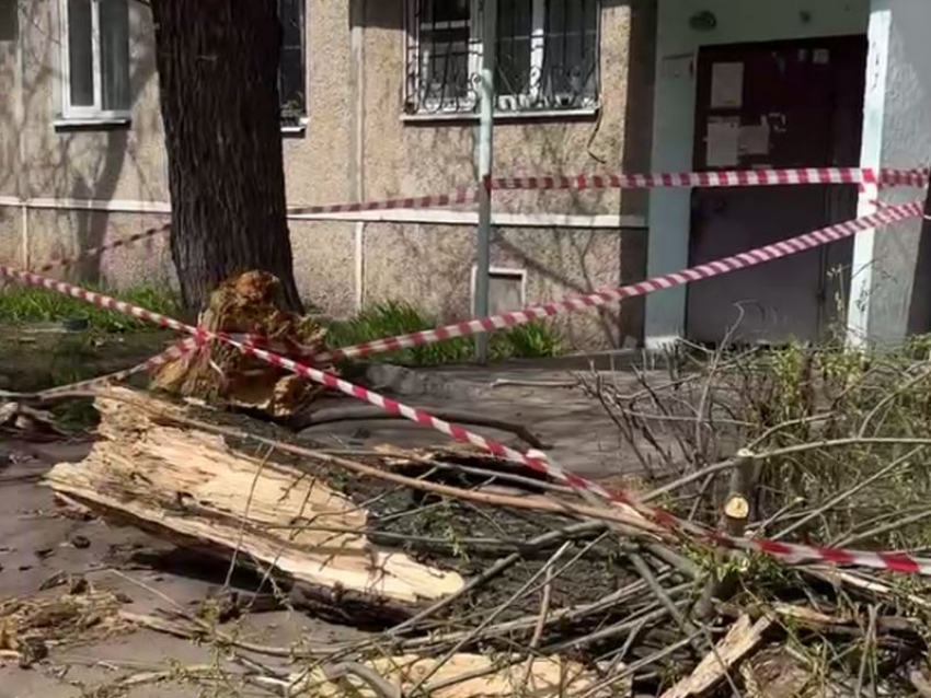 Из-за треснувшего дерева коммунальщики заблокировали воронежцам путь домой