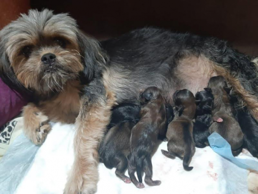 «10 очаровательных щенков»: воронежская ши-тцу разродилась невероятным потомством