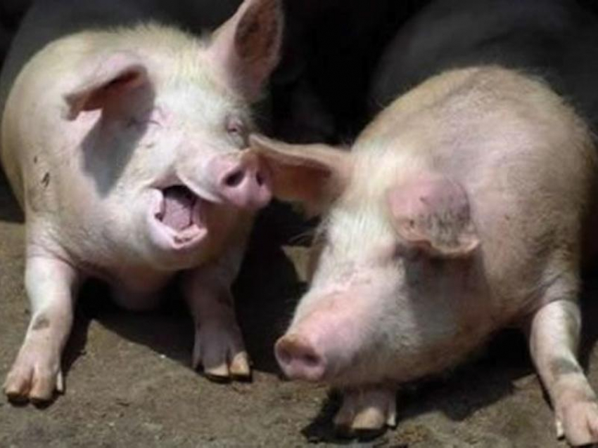 «Свинья рожает!»: о чем говорят водители в воронежских пробках