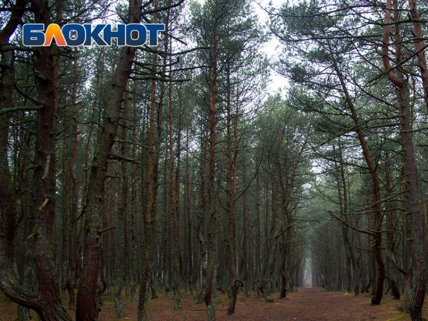 57-летнего мужчину, пропавшего в конце апреля, нашли мертвым в Воронежской области