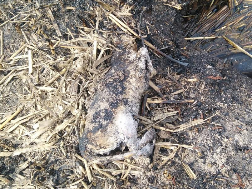 Тело кошки обнаружили воронежцы в выжженной траве