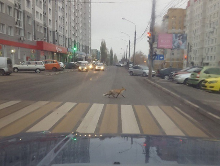 Перебегающую дорогу по «зебре» лису сфотографировали в Воронеже