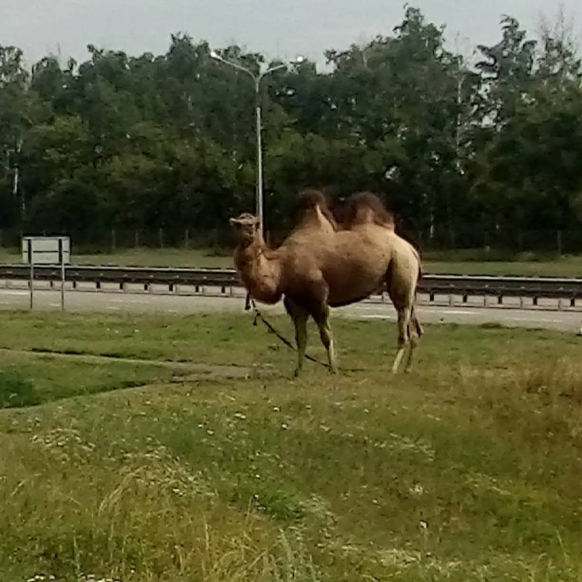 В Воронеже сфотографировали прогуливающегося по городу верблюда