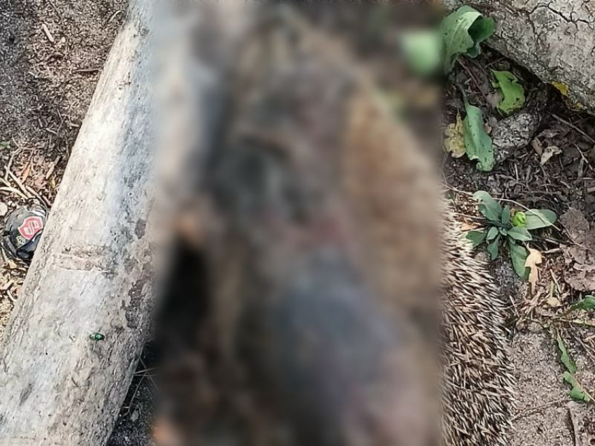 Неизвестные забили до смерти палками ежика перед детским садиком в Воронеже