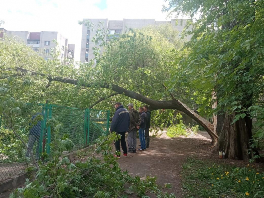 Дерево рухнуло на двор детского сада, в котором гуляли малыши в Воронеже