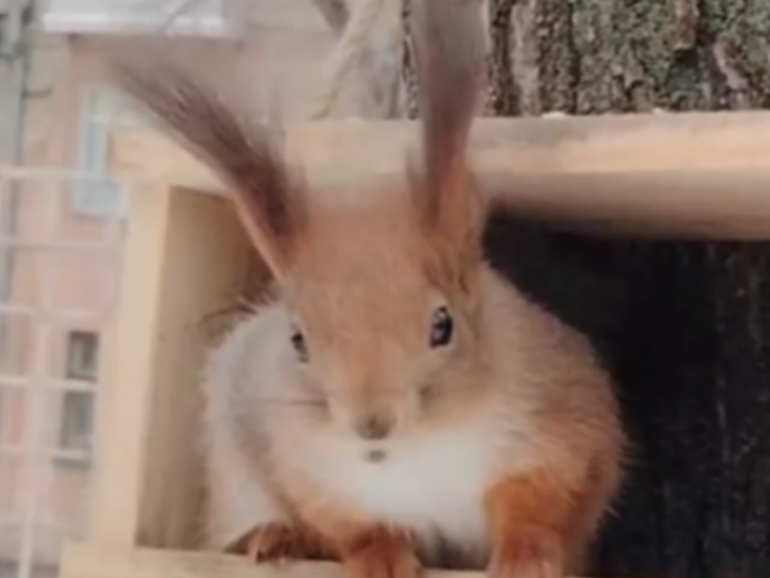 Спасти рядовую белку: как воронежцы могут помочь пушистикам пережить лютые морозы