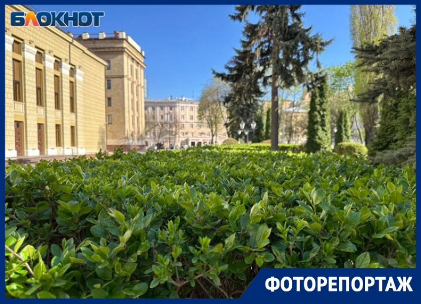 Позеленевший Воронеж после зимнего апокалипсиса попал в объектив фотографа