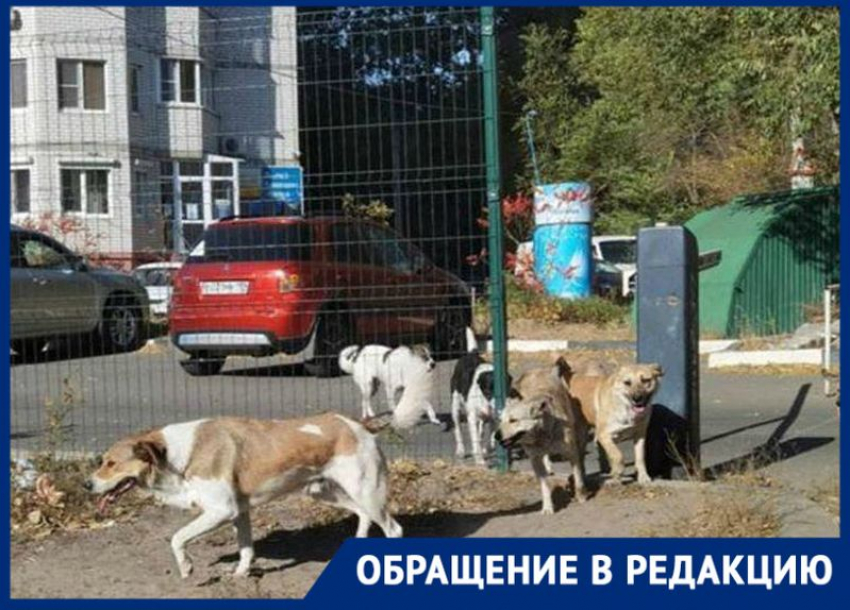 Многочисленная орда бездомных собак держит в страхе жителей Воронежа
