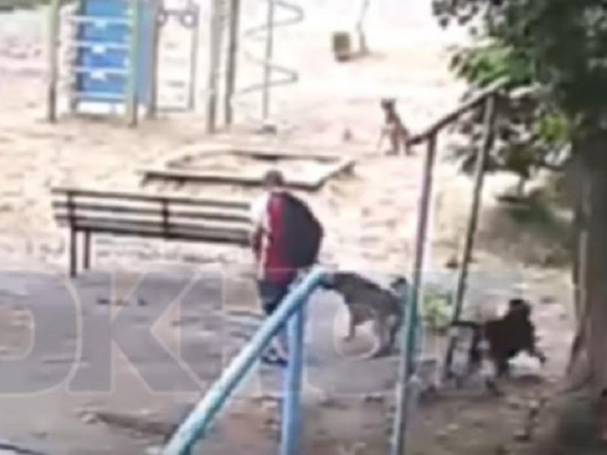 Нападение собак на мальчика попало на видео в Воронеже