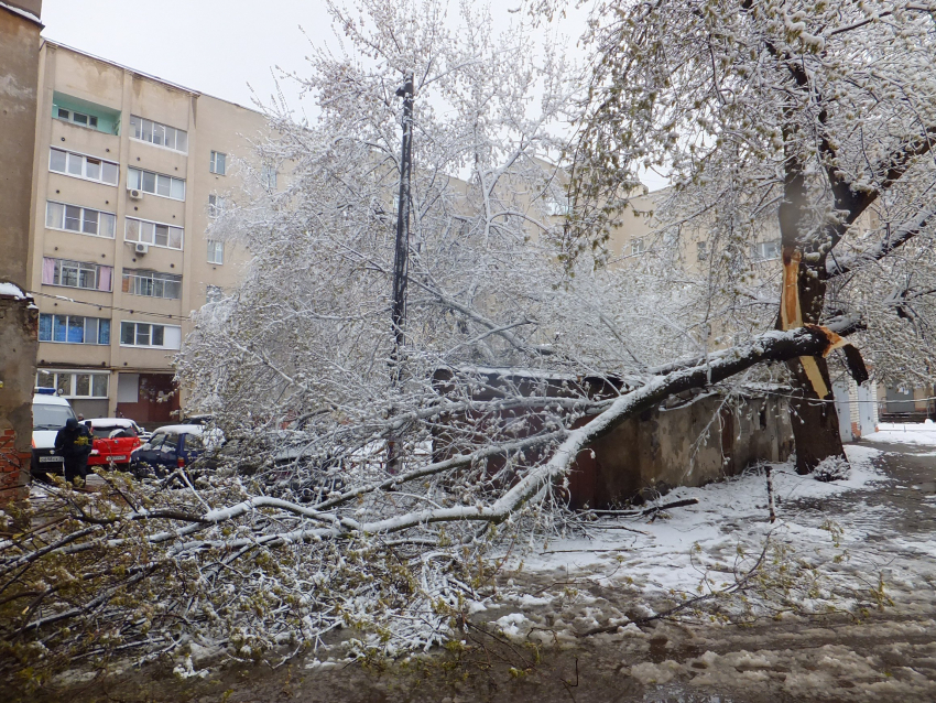 За сутки ветер повалил в Воронеже более 50 деревьев
