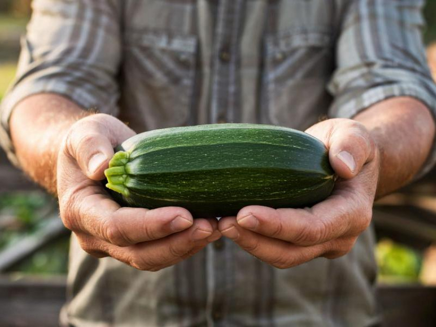 Съесть и влюбиться: рецепты из кабачков, как вы их ещё не готовили