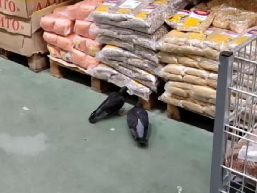 «Здорова, бандиты!»: птичье ограбление попало на видео в воронежском магазине 