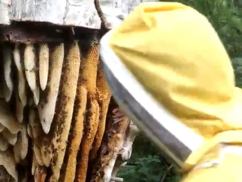 Сбор дикого меда голыми руками показали в Ломовском парке Воронежской области