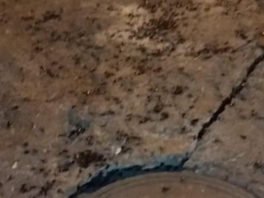 "Армия тараканов» наступает на ночной Воронеж