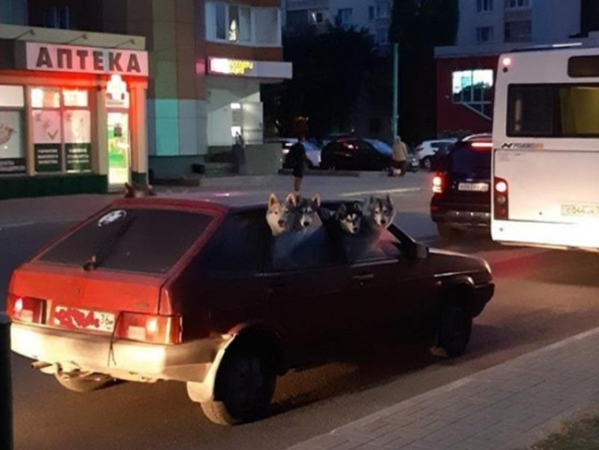 Поездку на ВАЗ очаровательных хаски сняли в Воронеже