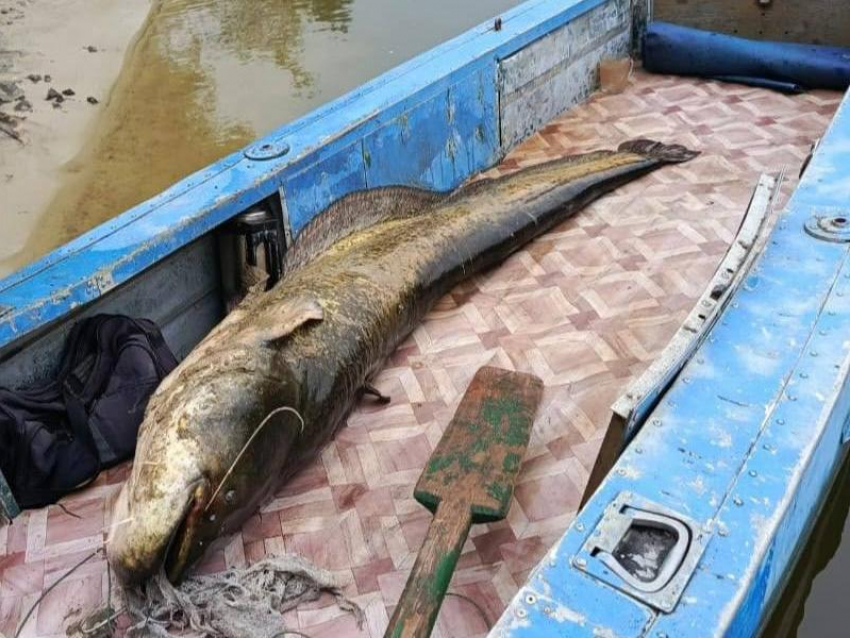 Занял больше половины лодки: настоящего гиганта выловили из реки Дон воронежцы