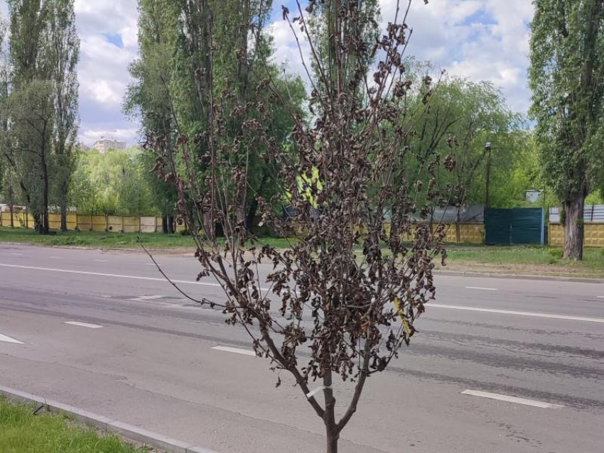 Грустные рябины ждут своей участи на Петровской набережной в Воронеже
