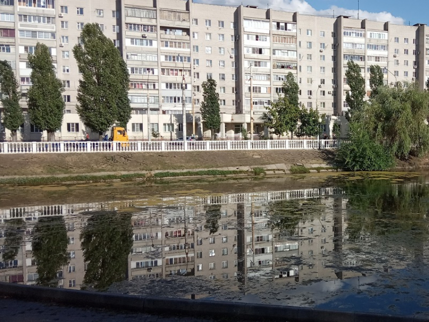 Зловонное Лебединое озеро превращается в болото в Воронеже