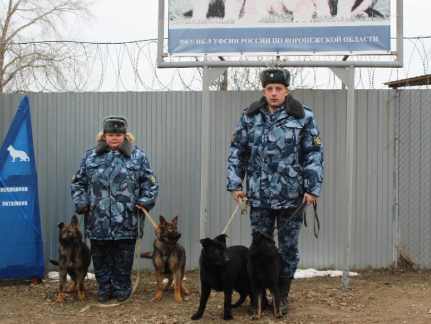 Гуччи из воронежской колонии передали в ДНР 