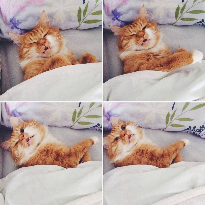 Недовольный пробуждением воронежский кот стал звездой интернета