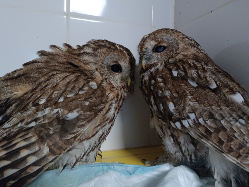 Двух пушистых совушек спасли в Воронежской области