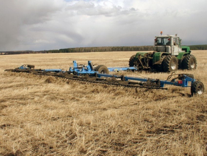 В Воронежской области посеяли 30 тысяч гектар зерновых культур