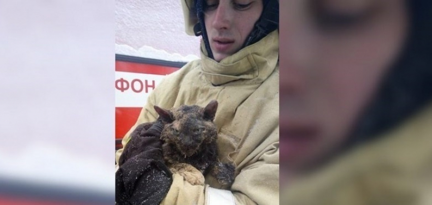 Воронежские пожарные спасли обожженную после взрыва в бане кошку